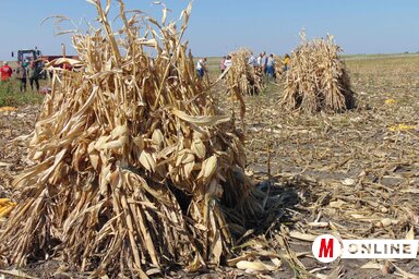 A Kukoricafesztivál legfontosabb része a kézi kukoricatörő verseny (Fotó: Vidács Hajnalka)