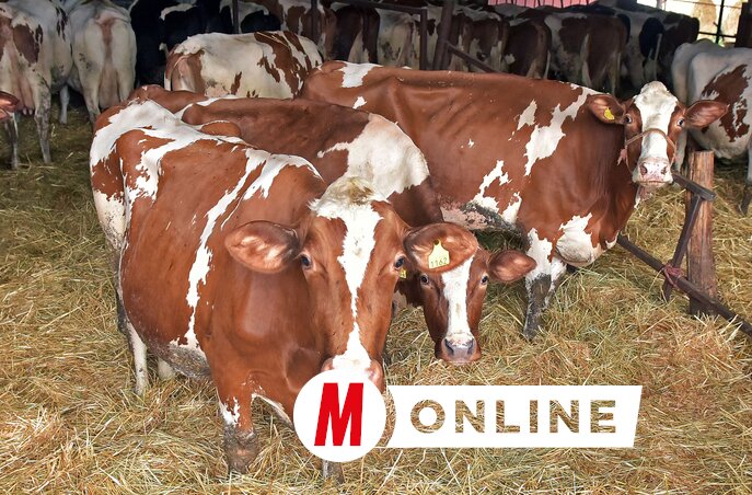 A sajt zsíros tejből készül, amit a kishomoki tehenek adnak (Gergely Árpád felvétele)