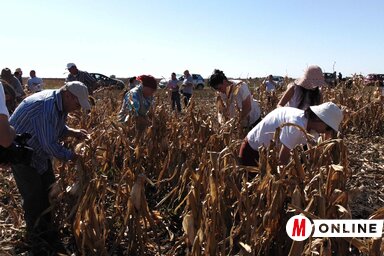A rendezvénnyel éltetik a kézi kukoricatörés hagyományait (Vidács Hajnalka felvétele)