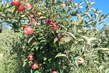 A horgosi alma messze földön híres (Fotó: VZ)