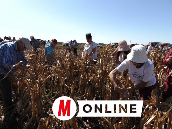 Reggeli után kezdődött a kukoricatörés és -fosztás, aztán levágták a szárat, majd kévékbe kötözték (Vidács Hajnalka felvétele)