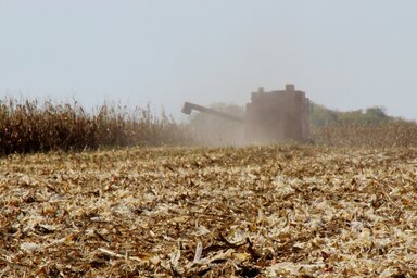 Javában zajlik a kukorica betakarítása, a hozamok gyengék
