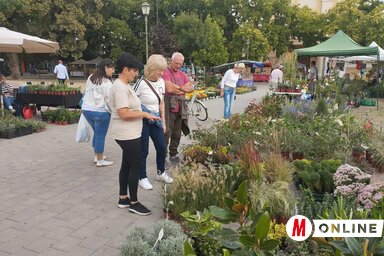 Virágba borult a főtér (Fotó: Kancsár Izabella felvétele)