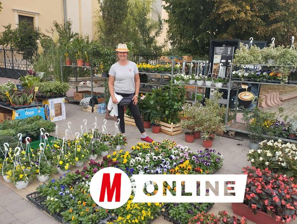 Az óbecsei Szabó kertészet rendszeres kiállítója a helyi virágpiacoknak (Fotó: Kancsár Izabella felvétele)