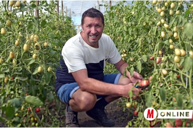 A paradicsom sok törődést igényel (Gergely Árpád felvétele)