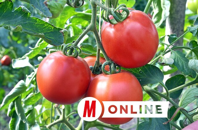 A friss házi paradicsomot a zentai piacon is kínálják (Gergely Árpád felvétele)