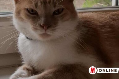 Soma (Fotó: Kopasz Tamás felvétele)