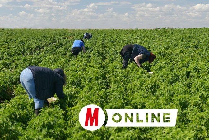 Paprikaszüret. A jó mezőőr mindig tudja, ki mit termel a határban. (Gergely József felvétele)