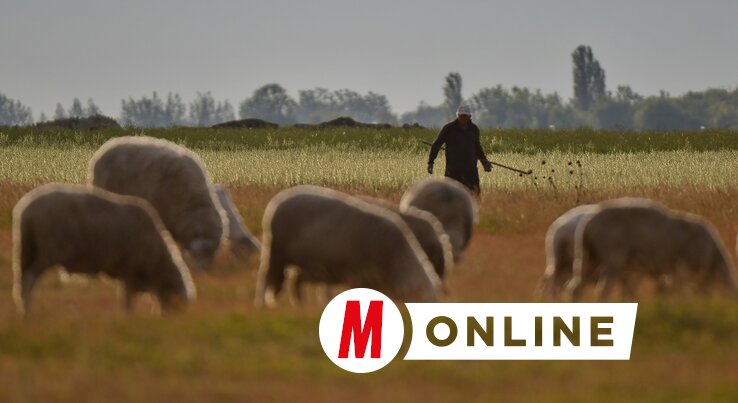 A legelő jószágot nem szabad felügyelet nélkül hagyni (Gergely József felvétele)