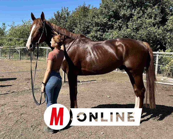 London már tapasztalt versenyló (Molnár Edvárd felvétele)