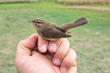 Másodszor akadt a hálóba barna füzike a Ludasi-tónál (Fotó: Szekeres Levente)