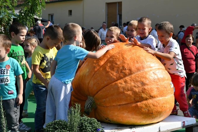 A kíváncsi kis kezeknek minden évben felejthetetlen élmény a hatalmas tökök megérintése (Varga Zoltán archív felvétele)