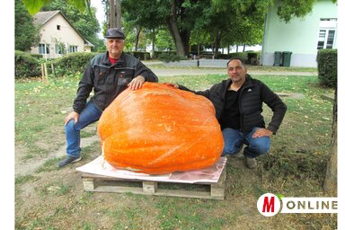Pecze Tamás és Fenyvesi Árpád, a tangazdaság vezetője a hatalmas tökkel (Fotó: Tóth Péter felvétele)