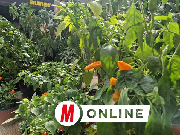 A chili egyre kedveltebb alapanyagnak számít (Fotó: Bartus Bella)