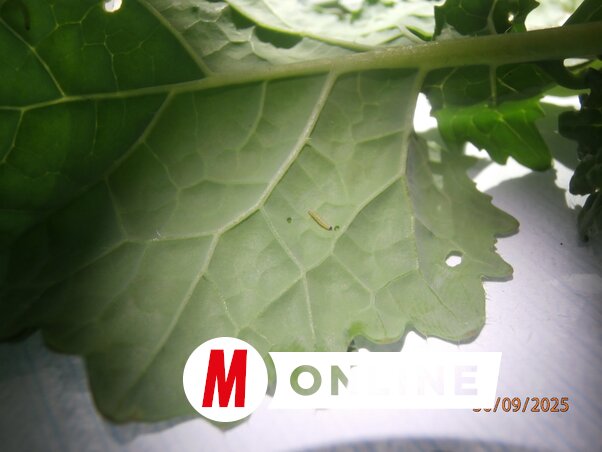 A káposztabolha a repce levelét támadja, abból táplálkozik (Fotó: Paraczky László)