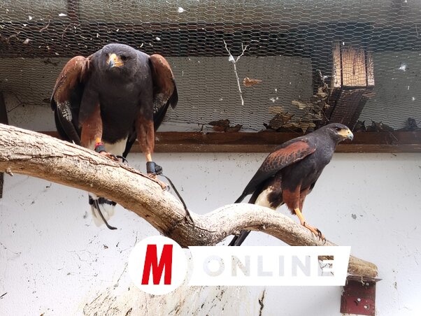 Sólymok is láthatók az állatparkban (Fotó: Tóth Péter felvétele)