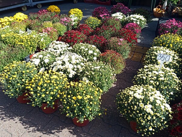 A krizantém főleg halottak napja előtt keresett / Fotó: Benedek Miklós