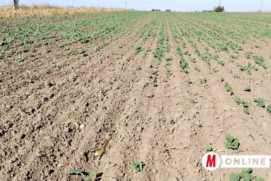 A repce sok helyen egyenetlenül kelt ki, és ha nem kap esőt, ki is szárad (Fotó: Tóth Péter felvétele)