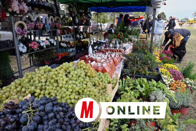 Nagy szemű szőlők, virágok és miegymás (Molnár Edvárd felvétele)