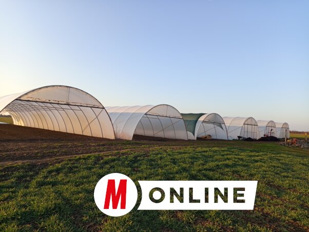 A sátrak egy része elő van készítve a palántálásra