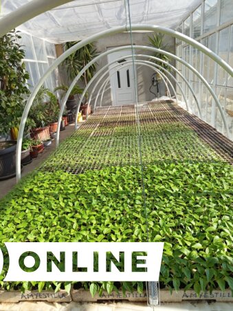 Az üvegház a palántákkal (Fotó: Családi archívum)