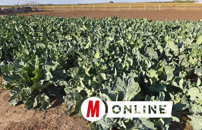 A karalábét a szabad ég alatt nevelik