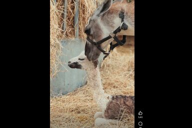 Ő is, és az édesanyja is jól van, és a látogatók találkozhatnak is velük a Richter Safari Parkban (Fotó: Screenshot/Safari Park Richter/Facebook)