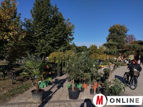 Őszi virágpiac Topolyán