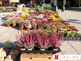 Őszi virágpiac Topolyán