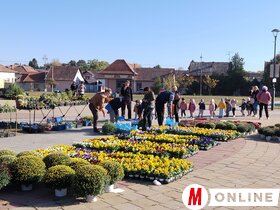 Őszi virágpiac Topolyán