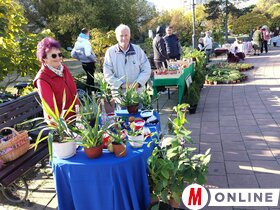 Őszi virágpiac Topolyán