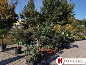 Őszi virágpiac Topolyán