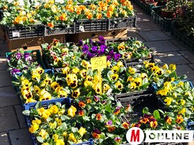 Őszi virágpiac Topolyán