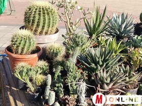 Őszi virágpiac Topolyán