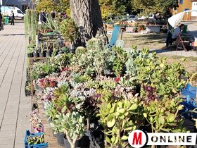 Őszi virágpiac Topolyán