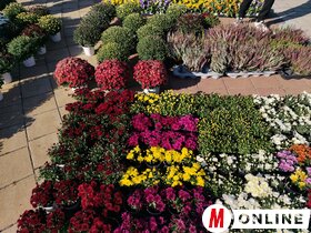 Őszi virágpiac Topolyán