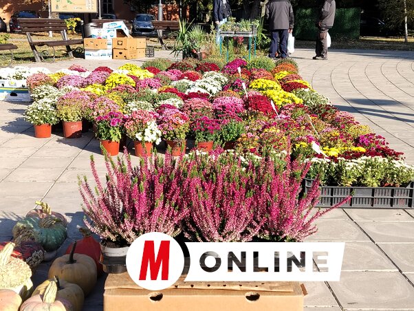 Az őszi nap sugarai a virágokat is melengették a főtéren (Fotó: Tóth Péter felvétele)