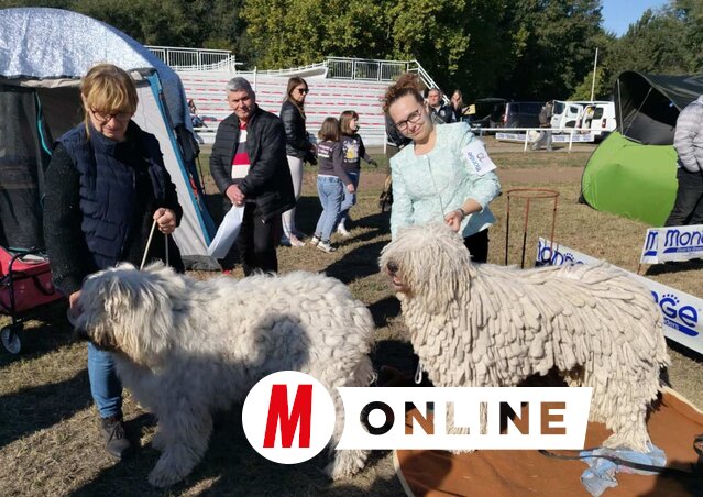 A komondor régi ebfajta, sajnos ma már nagyon kevés van belőle (Tóth Péter felvétele)