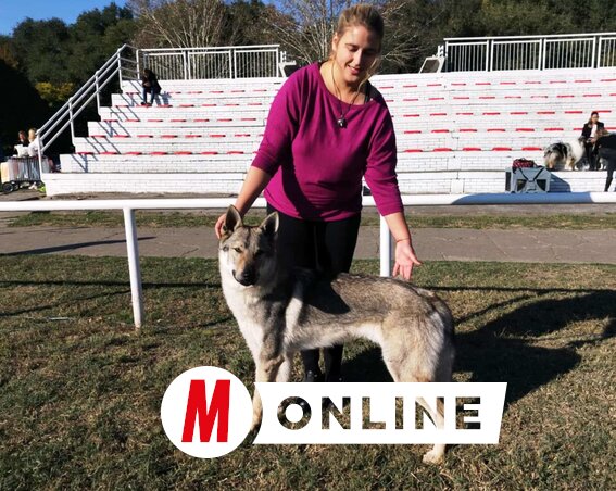 Ágai Karolina nagyon ritka fajtát, csehszlovák farkaskutyát tenyészt (Tóth Péter felvétele)
