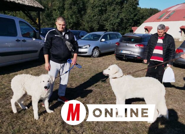 A kuvaszokat is sokan megcsodálták (Tóth Péter felvétele)