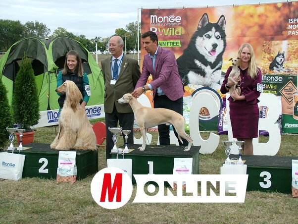 Az egyes osztályok, fajtacsoportok győzteseit is díjazták (Tóth Péter felvétele)