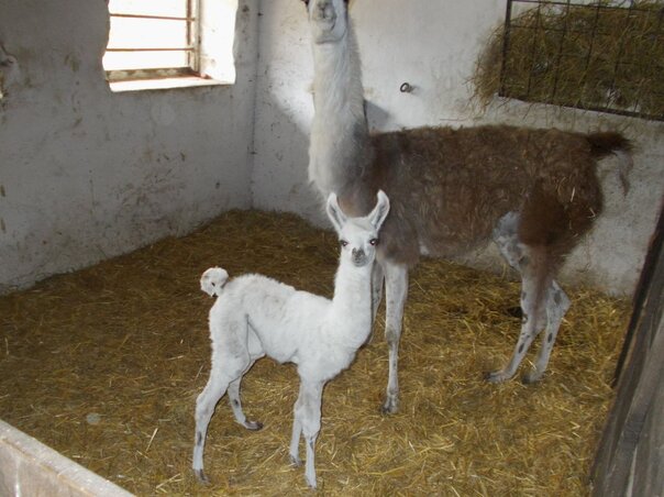 A láma a tangazdaságban jött a világra (Fotó: Topolyai Mezőgazdasági Iskola és Diákotthon)