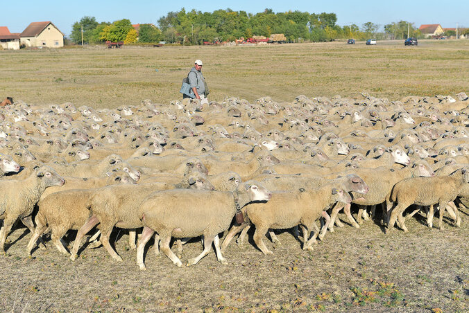 A juhok egy része, csak egy kevés a több százból (Gergely Árpád felvétele)