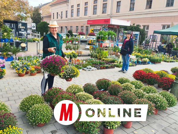 Szabó Csilla: A krizantém is nagy népszerűségnek örvend (Fotó: Kancsár Izabella felvétele)