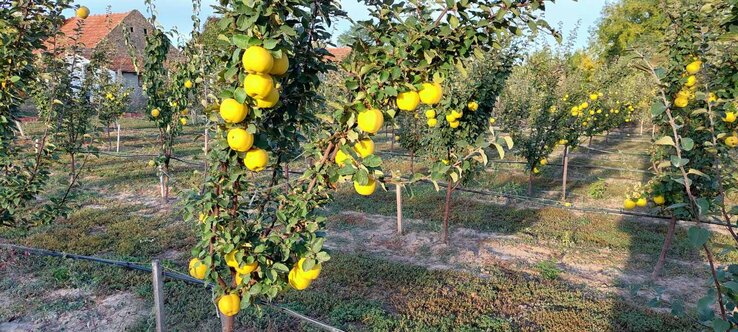 A jó termés egyik alapfeltétele az utóbbi években a locsolás (Fotó: Családi archívum)