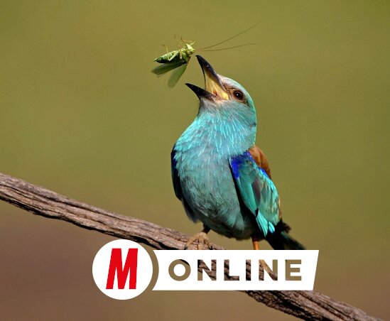 Ha feldobom zöld, ha leesik szöcske!
(Gergely József felvétele)