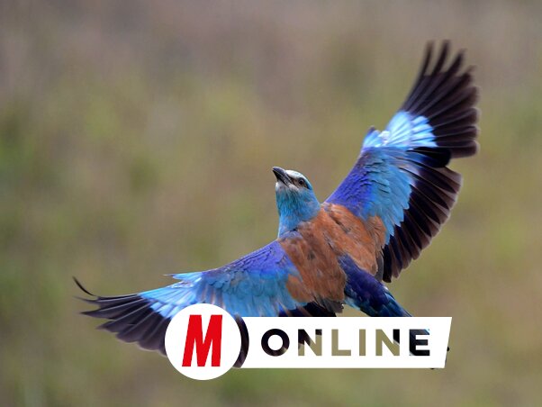 Szárnyterpesz, a szalakóta megmutatja szépségét (Gergely József felvétele)