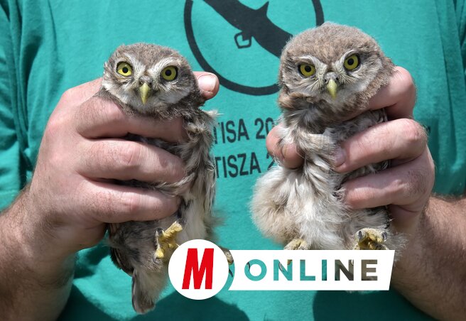 Szalakótaodúban kelt kuvikfiókák (Gergely József felvétele)