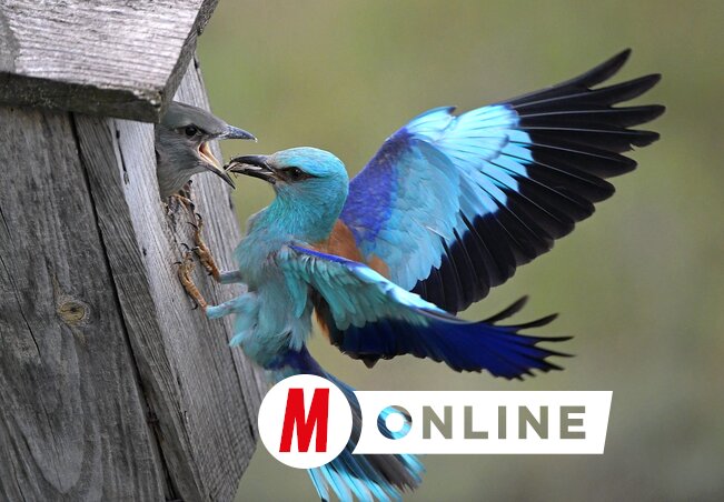 Termetes fiókáját eteti a madárszülő (Gergely József felvétele)