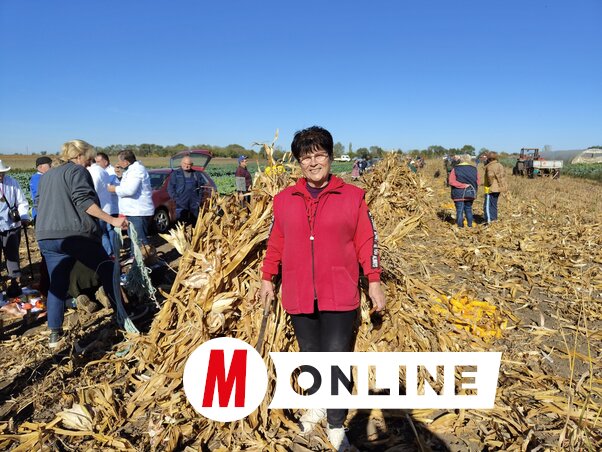 A mezőtúri Sinkó Zsuzsanna vérbeli kukoricatörő